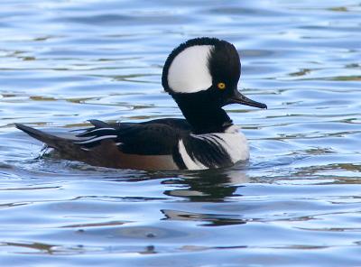 Male Hooded Merganser