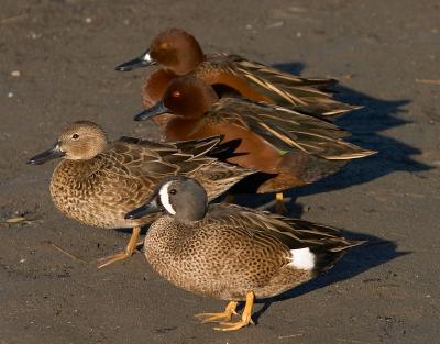 Blue-winged and Cinnamon Teal