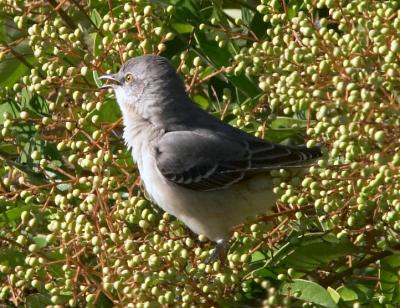 Northern Mockingbird