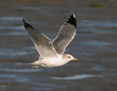 Laridae : Gulls, Terns and Skimmers
