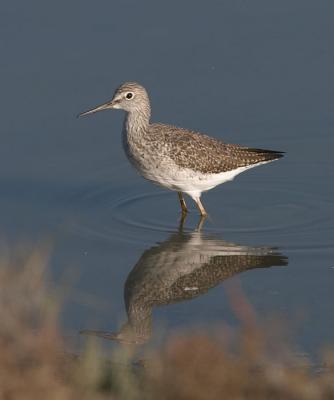 Yellowlegs