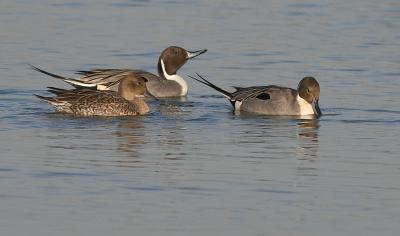 Northern Pintail