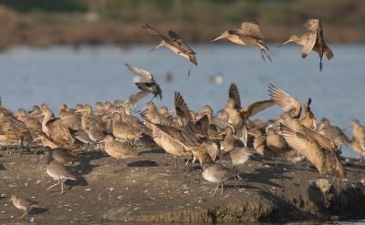 Mixed flock with odd-looking Willet (actually just a shadow on the head)
