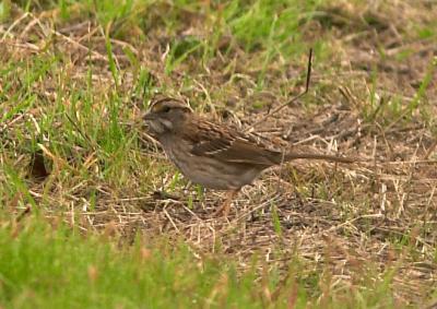 White-throated Sparrow 20-Dec-03