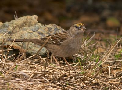 Golden-crowned Sparrow - why couldn't the WTSP pose like this ;-)
