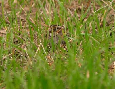 White-throated Sparrow