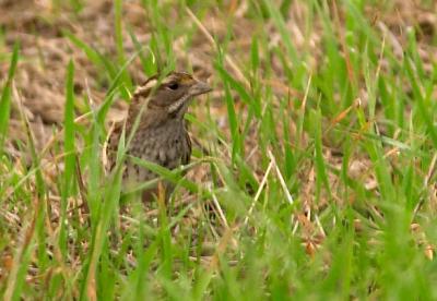 White-throated Sparrow
