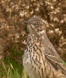 Sage Thrasher