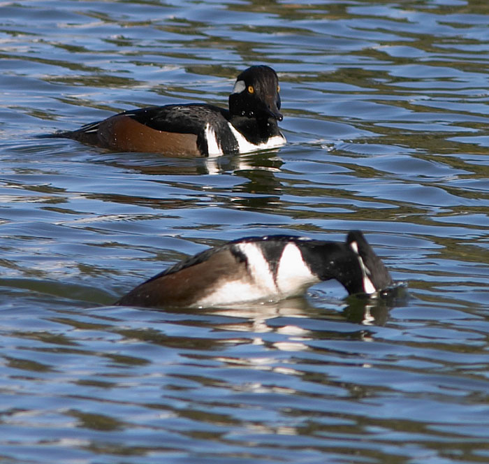 Male Hooded Mergansers diving for crustaceans