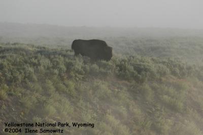 Buffalo in the Mist 8130.jpg