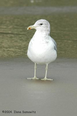 California Gulls