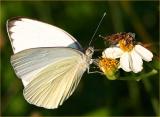 Great Southern White (Ascia monuste)