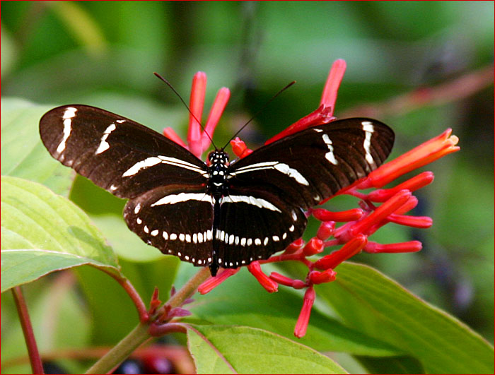 Zebra Longwing<br>Heliconius charithonia<br> Florida State Butterfly