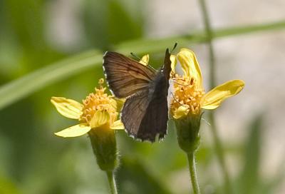 Mariposa copper