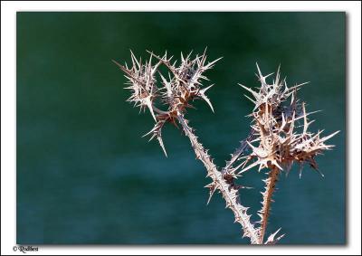 IMG_0062 copy.jpg