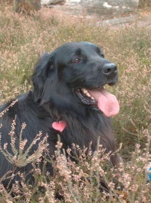 Bella in the heather