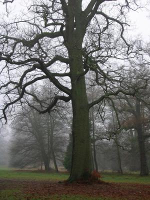 Oak tree, Windsor Great Park, Dec 2002