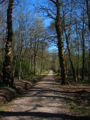 Path in trees, Windsor Great Park, Early April 2003