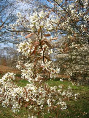 Blossom in April, Windsor Great Park, 2003
