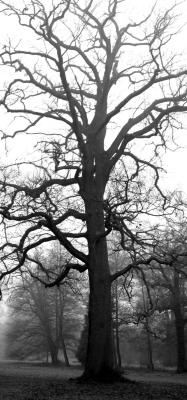 Oak tree in B&W, Windsor Great Park, Dec 2002