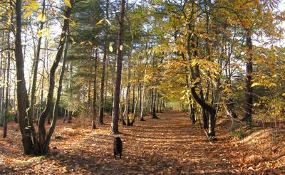 Ottershaw Woods, Late October, 2003