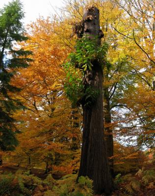 Tree stump, Windsor Great Park, Early November