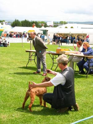 Dog show at the Royal Cornwall Show, June 2003