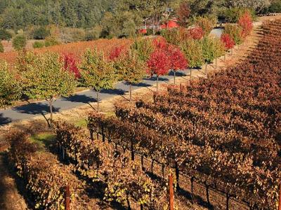 Vineyard and fall trees