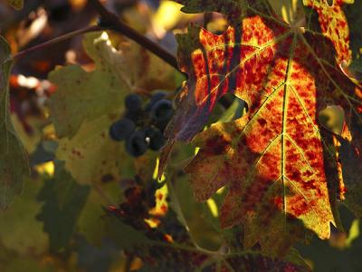 Grapevine in the sunset