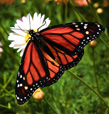 Butterflyus arizonus