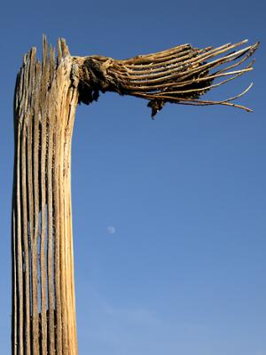 Bent saguaro spines