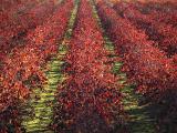 Autumn vineyards rows