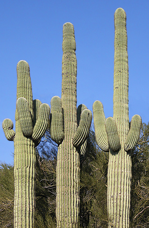 Three amigos 2