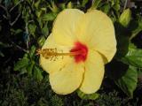 Another Yellow Hibiscus
