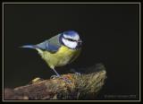 Blue Tit 1