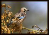 Eurasian Jay 2