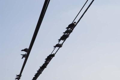 On the Wire 6412.jpg