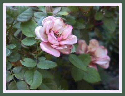 Pink Miniature Rose