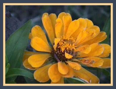 Lone Zinnia