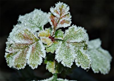 Frost #1