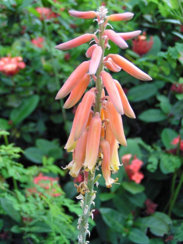 Aloe flowers (Aloe vera)