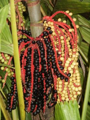 Palm seeds