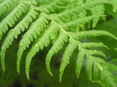 Australian tree fern