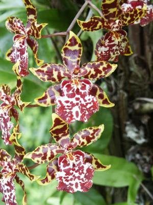 Oncidium (Colm. Wildcat)