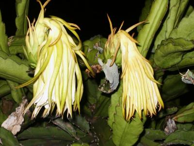 Dying night-blooming cereus (Hylocereus undatus)