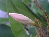 Plumeria flower bud