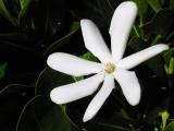 Tiare or Tahitian gardenia (Gardenia taitensis)