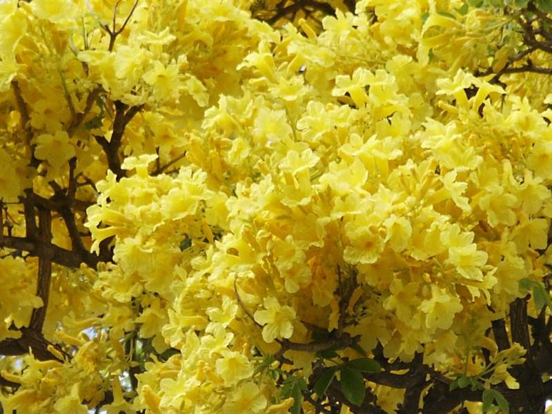 Gold Tree (Tabebuie donnell-smithii)