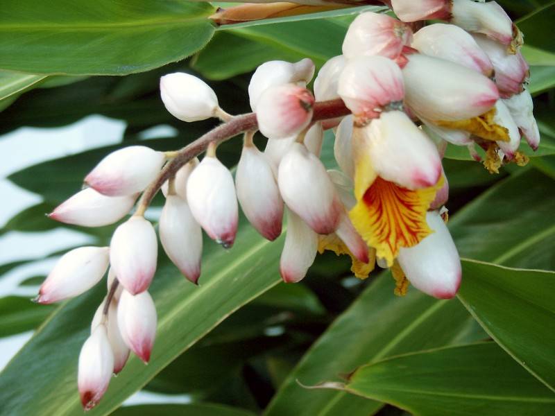 Shell Ginger (Alpinia zerumbet)