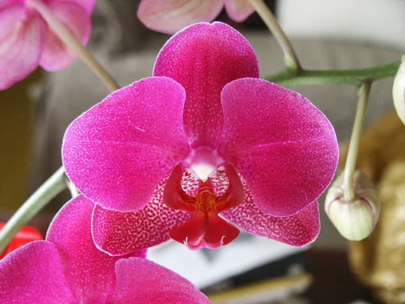 Purple phalaeonopsis